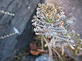 Kalanchoe delagoensis