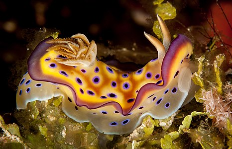 "Kuni's_chromodoris,_fan_38_west,_wakatobi,_2018_(45763962462)_(cropped).jpg" by User:Christian Ferrer