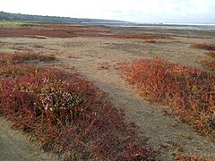 Suolayrttiä (Salicornia europaea) Kujalnykin limaanin rantahietikolla.