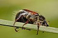 Liparetrus alamsugukonnast Melolonthinae