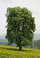 witte paardenkastanje (Aesculus hippocastanum)