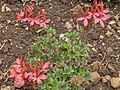 Cultivar: Pelargonium stellar