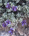 Purple sage (Salvia dorii), close