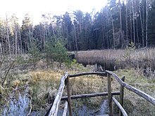 Blick auf das Saugartenmoor