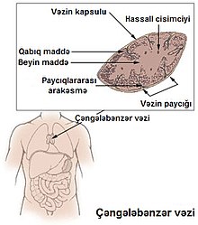 Thymus az.jpg