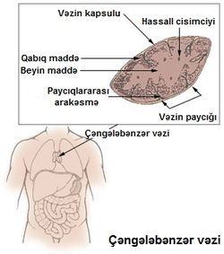 Çəngələbənzər vəzinin quruluş sxemi