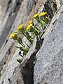 Inyo tonestus clump in near-vertical rock crevice