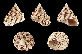 Infundibulops erythraeus (Red Sea Top Shell), Shell