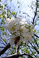 * Nomination bee on a flowers Prunus avium.--6AND5 08:29, 16 April 2014 (UTC) * Decline The bee is blurred, much noise and chromatic aberration. Sorry. --Cayambe 16:52, 16 April 2014 (UTC)