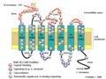 Complement 5a receptor