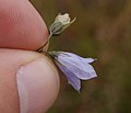 Campanula rotundifolia