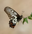 Papilio anactus