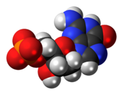 Space-filling model of the deoxyguanosine monophosphate anion