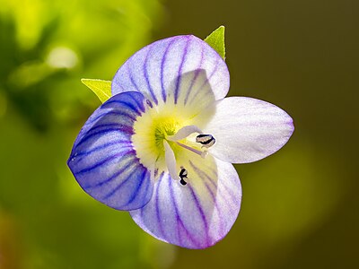 Veronica filiformis, by Ermell