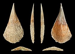 Pinna nobilis (Noble Pen Shell), right valve