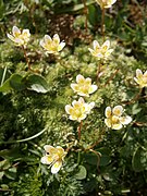 Saxifraga bryoides