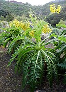 Sonchus hierrensis