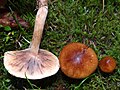 Tricholoma ustale