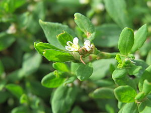 마디풀(Polygonum aviculare)