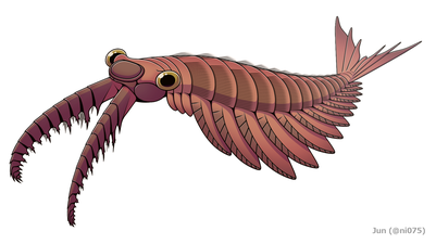 Anomalocaris spp. アノマロカリス