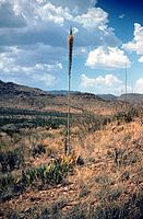 レチュギヤ（Agave lechuguilla）はチワワ砂漠の指標植物のひとつ