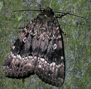 Amphipyrinae Amphipyra pyramidea