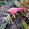 The flower of a Billbergia sp.