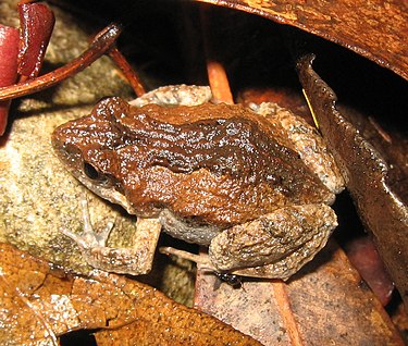 Common Eastern Froglet (Crinia signifera)