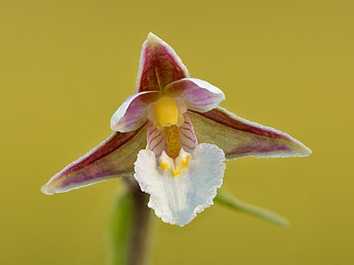 "Epipactis_palustris_-_Keila.jpg" by User:Iifar