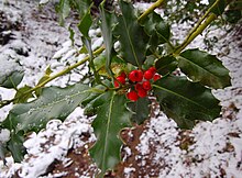 European Holly.jpg