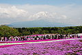 山梨県「富士芝桜まつり」のシバザクラ