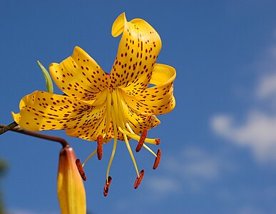 Lilium, by Derek Ramsey