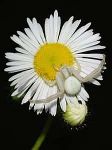 Misumena vatia (Goldenrod Crab Spider)