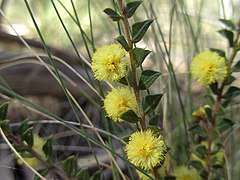 Description de l'image Ploughshare wattle (2888769325).jpg.