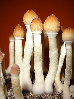 Cogumelos Psilocybe cubensis