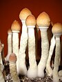 P. cubensis tinere (cultivate)