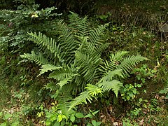 vera driopterido (Dryopteris filix-mas)