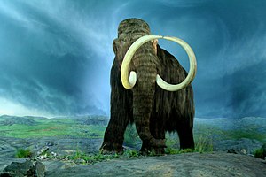 Ne Rekonstruktion fon n Wullmammut(Mammuthus primigenius)