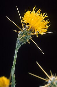 Centaurea solstitialis, by Peggy Greb, ARS