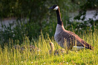 Grote Canadese gans met jongen