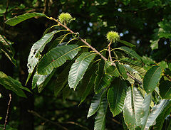 Ing mayumung Kastanyas Castanea sativa