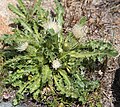 Elk thistle (Cirsium scariosum), Dana Plateau