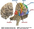 Thumbnail for Biology of bipolar disorder