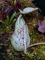 Nepenthes rafflesiana