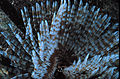 Feather duster worm Eudistylia polymorpha