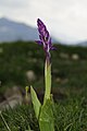 Orchis mascula subsp. speciosa