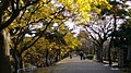 夙川公園 東岸遊歩道