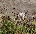 Alaska rush (Juncus mertensianus) in seed