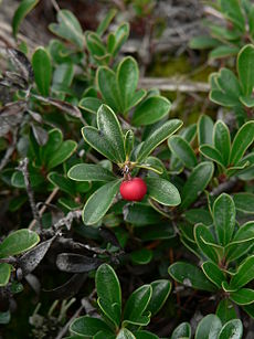 Miltinė meškauogė (Arctostaphylos uva-ursi)