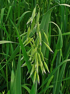 Avena sativa